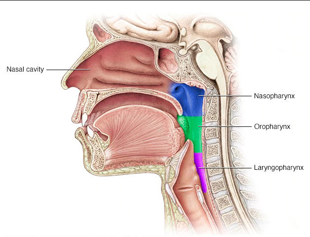 Mô hình giải phẫu hầu họng thanh quản bóc tách